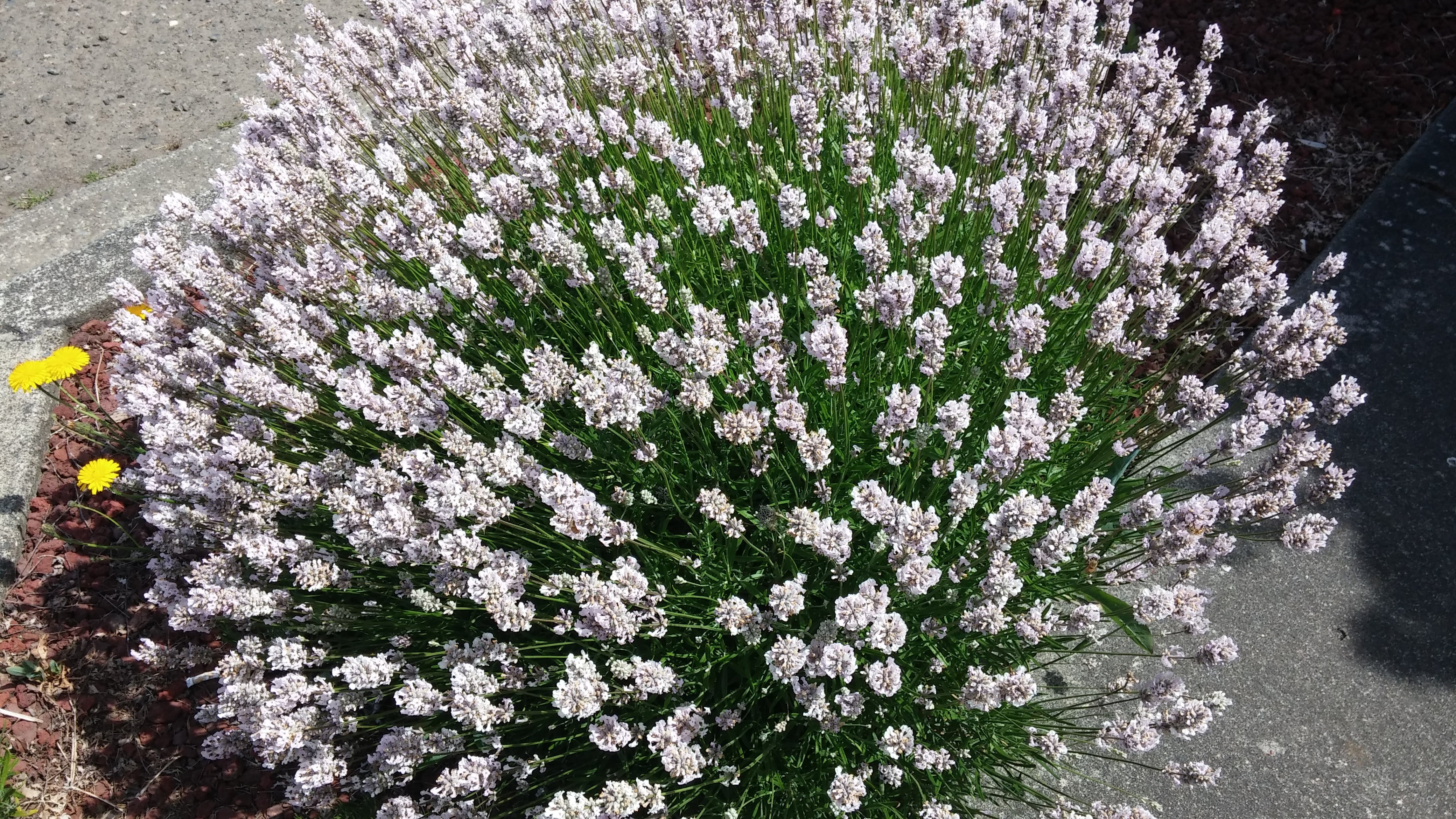 Lavender Live Plant Melissa 4" Size Pots