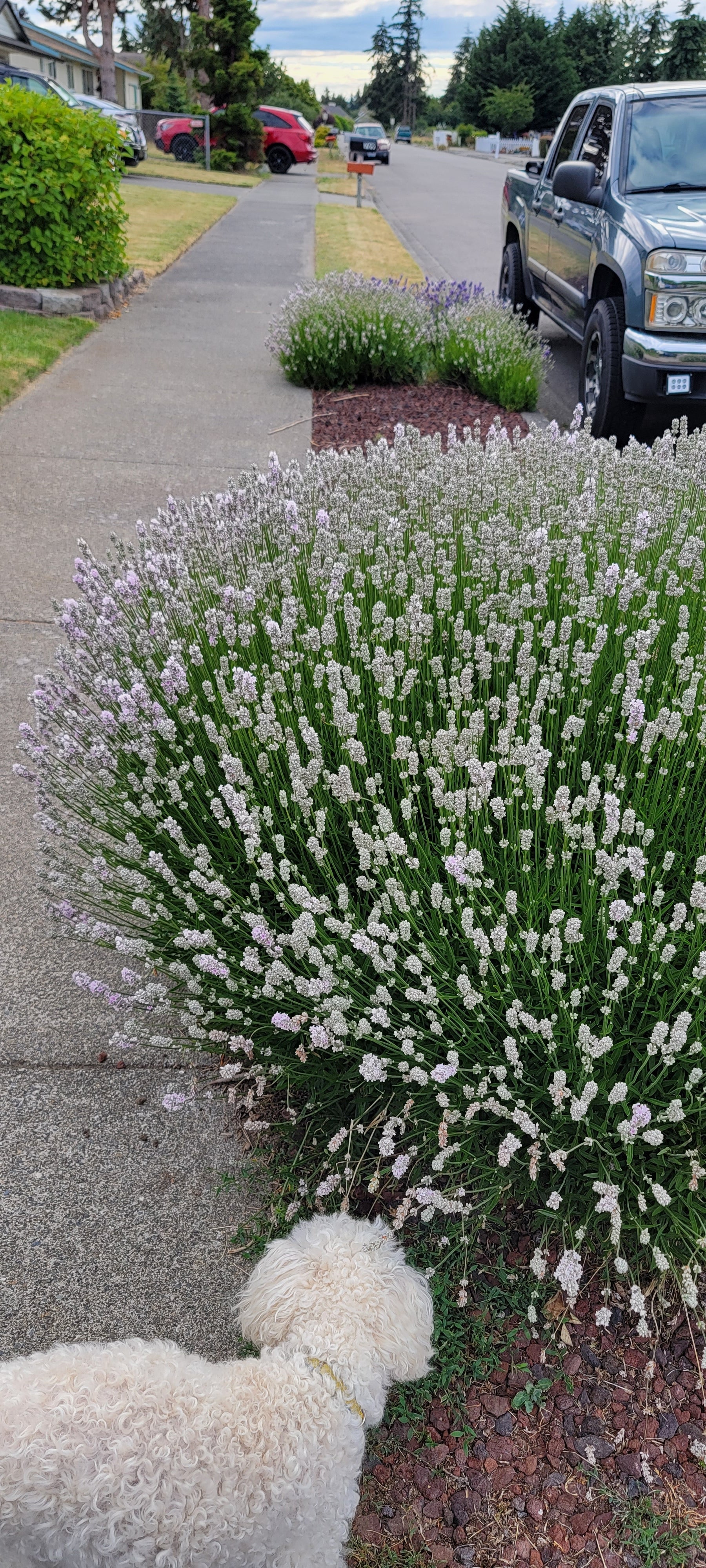 Lavender Live Plant Melissa 4" Size Pots