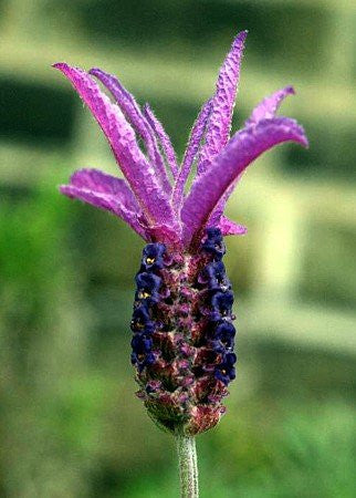 Lavender Live Plants Spanish