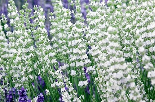 Lavender Live Plant White Spike