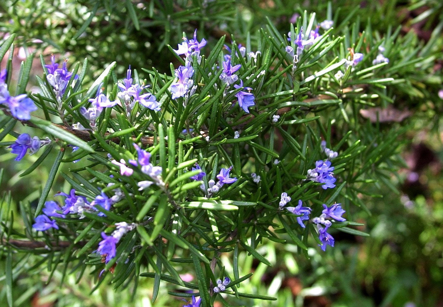 Rosemary Live Plant Arp