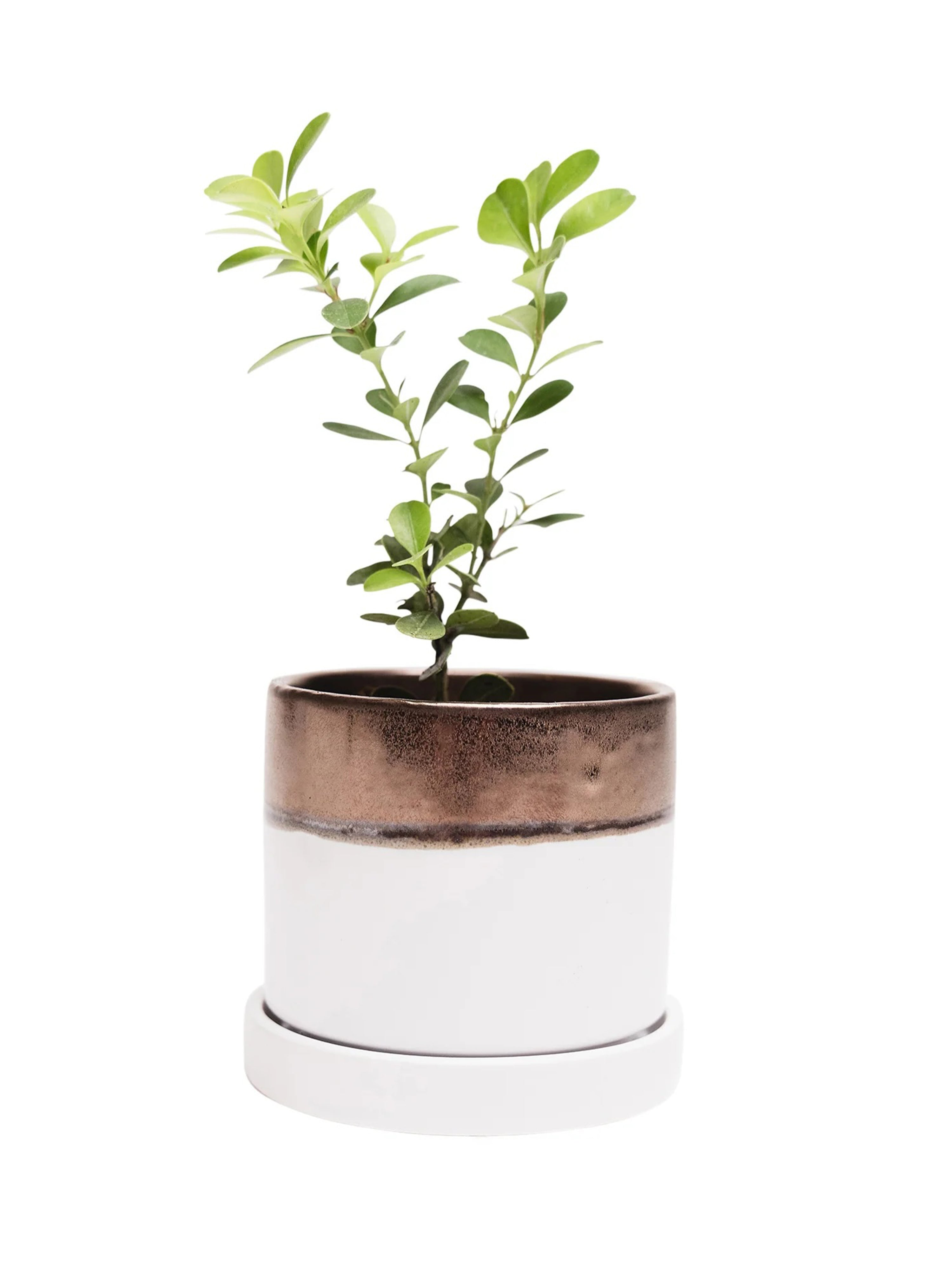 Bronze White Ceramic Plant Pot and Saucer