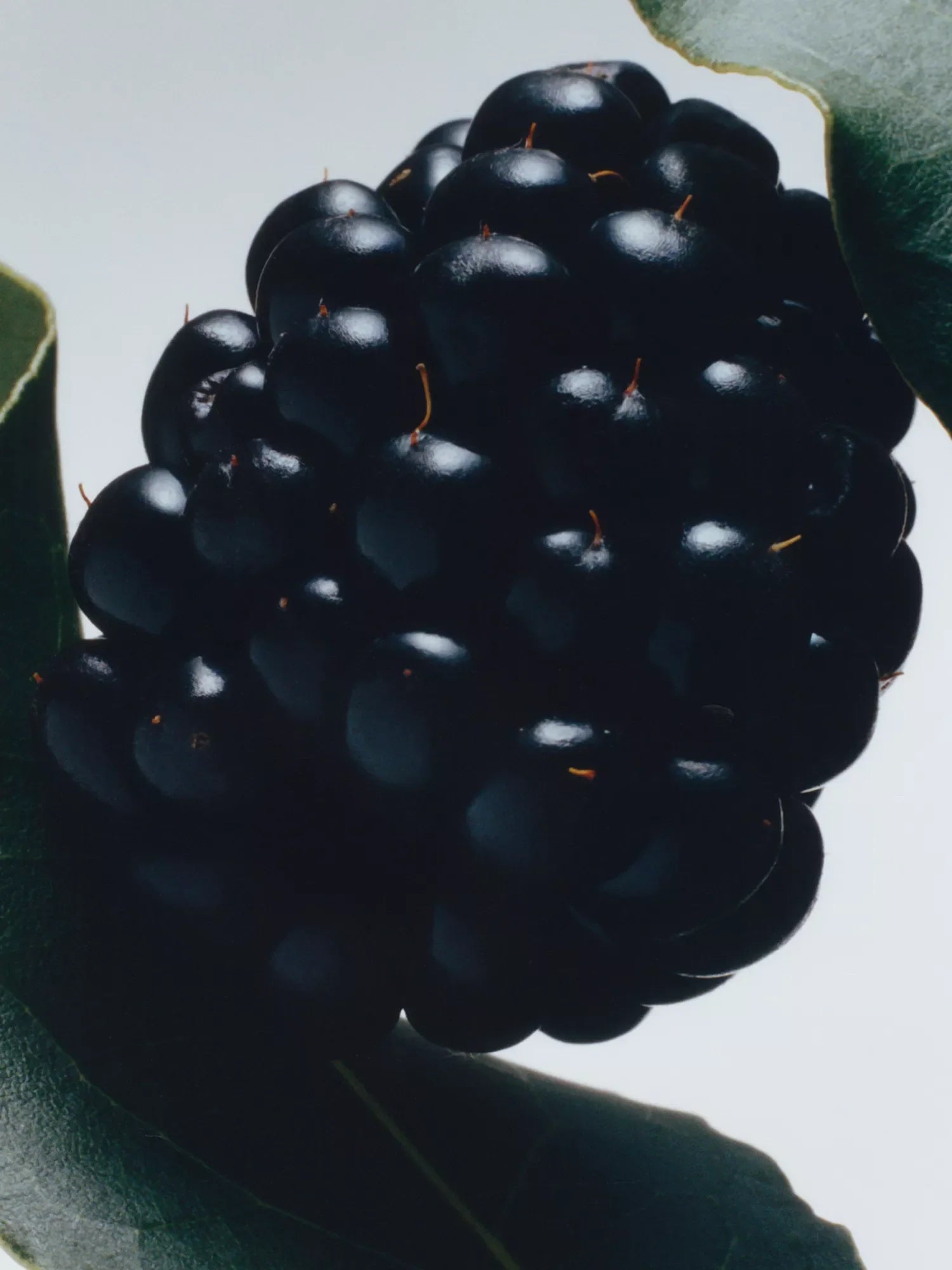 JO MALONE LONDON Blackberry & Bay diffuser 165ml