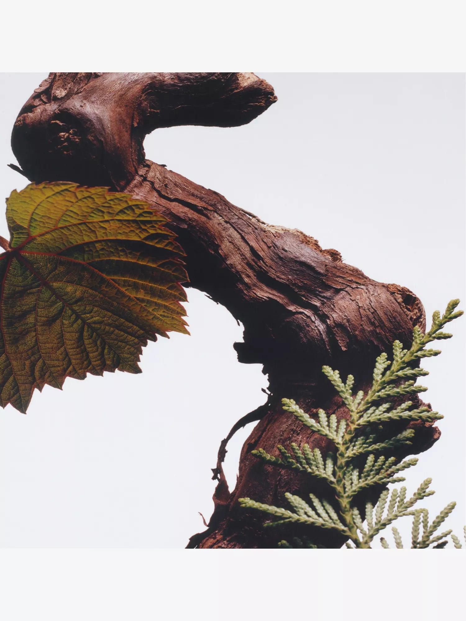 JO MALONE LONDON Cypress and Grapevine Cologne Intense 100ml