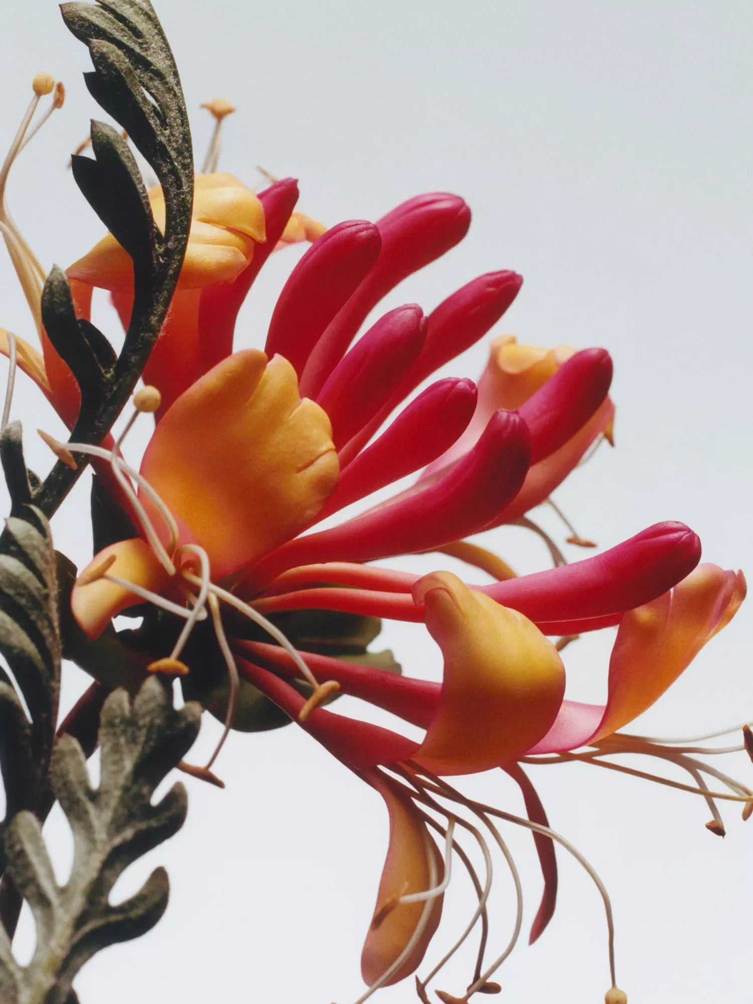 JO MALONE LONDON Honeysuckle & Davana cologne 30ml