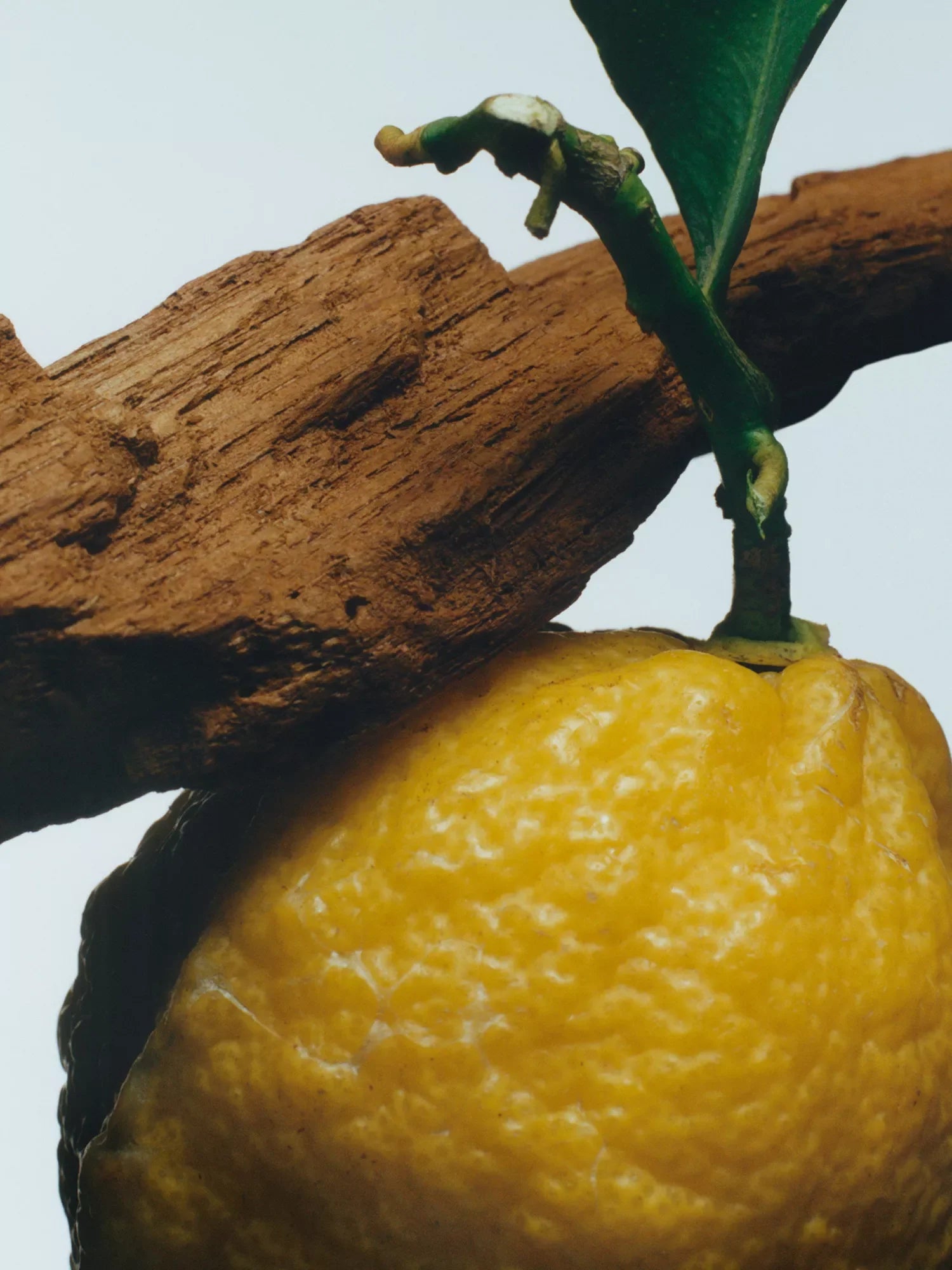 JO MALONE LONDON Oud & Bergamot Cologne Intense 100ml