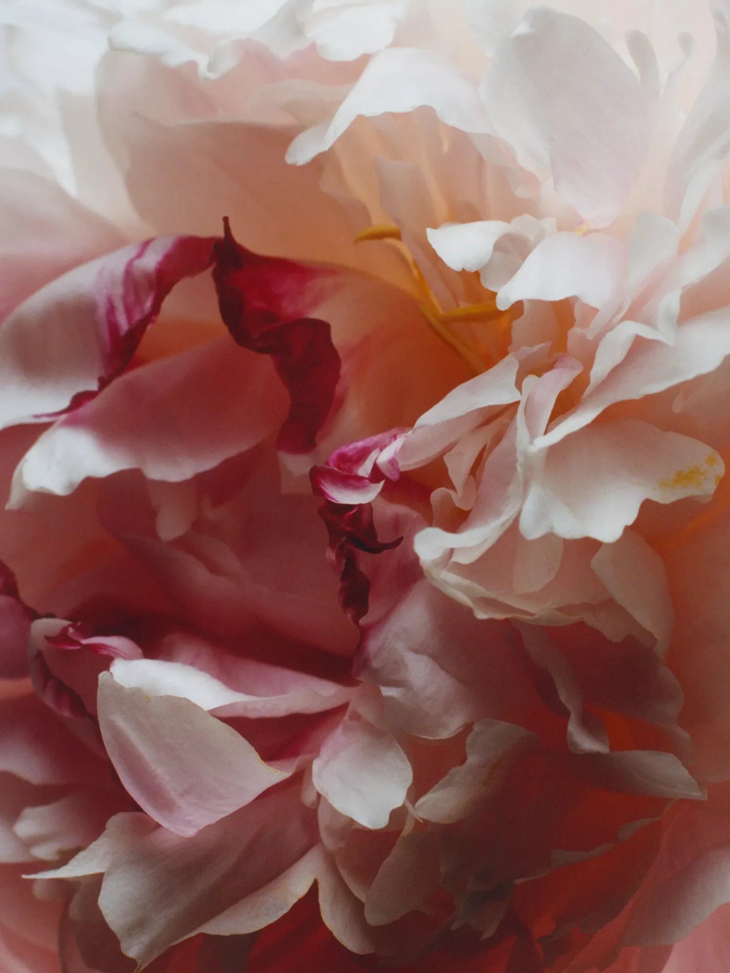 JO MALONE LONDON Peony & Blush Suede Body & Hand Wash 250ml