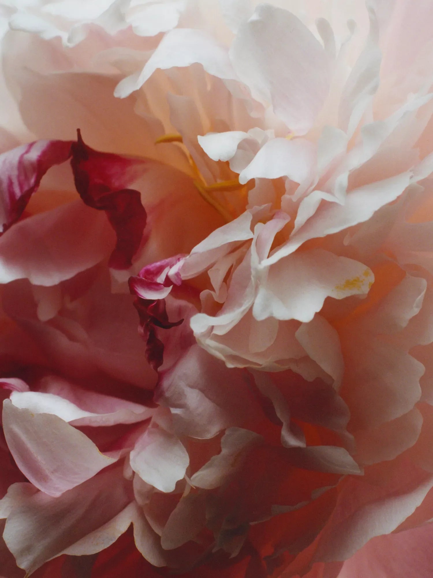 JO MALONE LONDON Peony & Blush Suede Surround™ diffuser 165ml