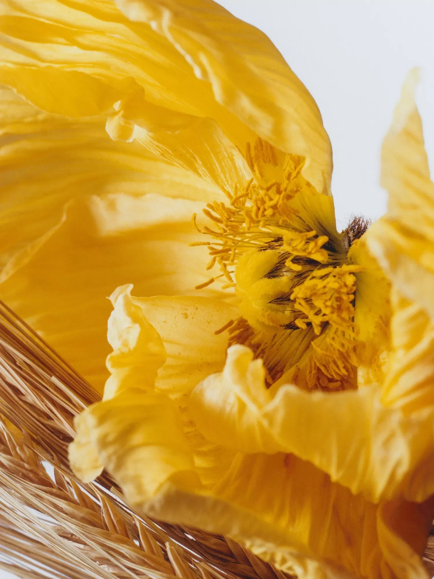 JO MALONE LONDON Poppy & Barley cologne 30ml