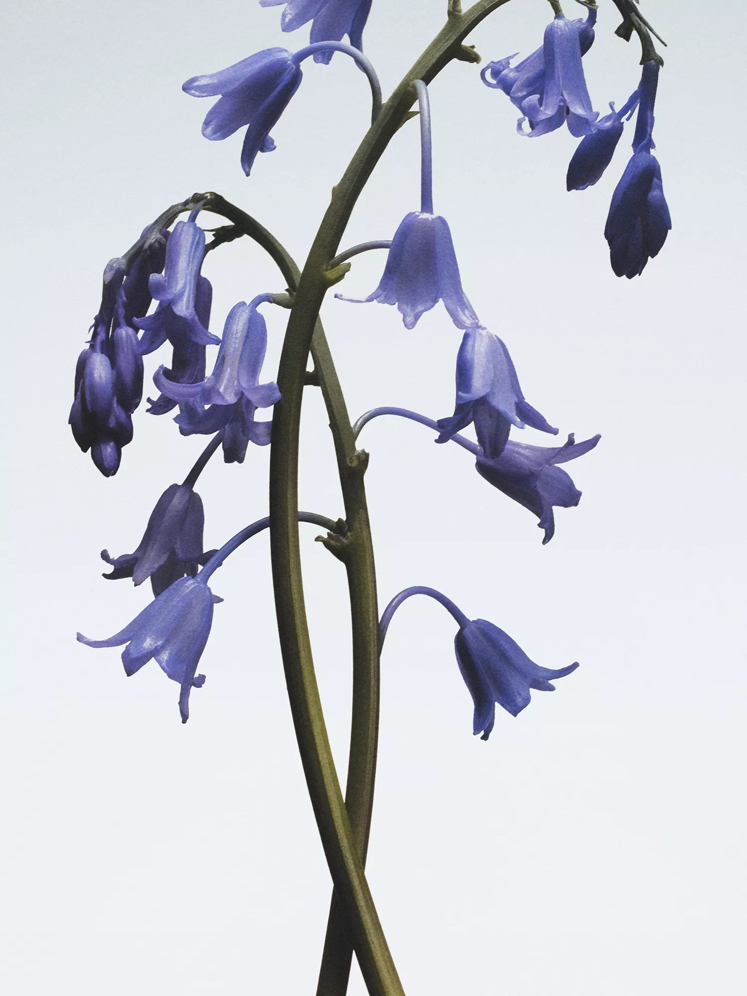 JO MALONE LONDON Wild Bluebell body & hand wash 100ml