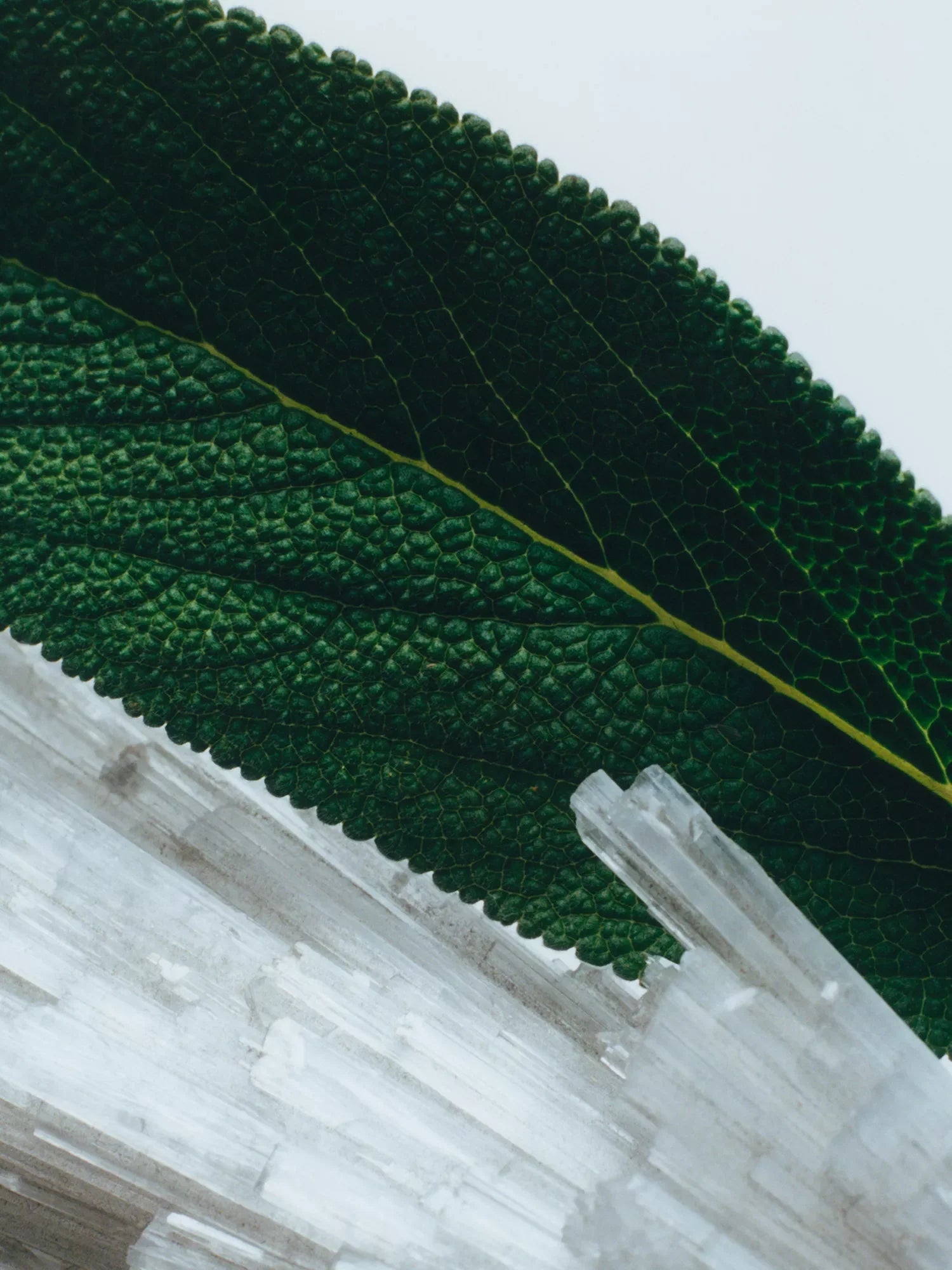 JO MALONE LONDON Wood Sage & Sea Salt body & hand wash 100ml