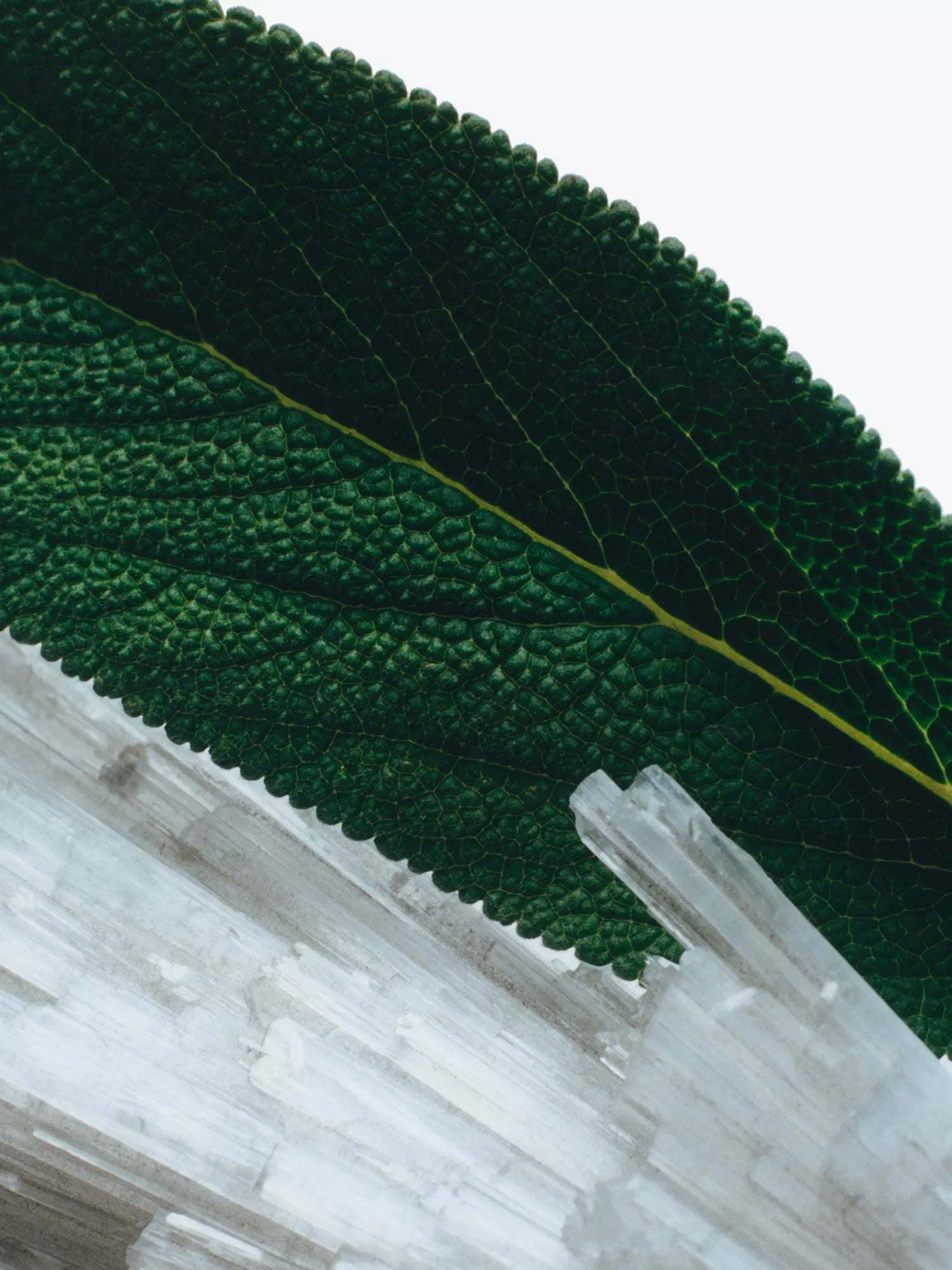 JO MALONE LONDON Wood Sage & Sea Salt body crème 175ml