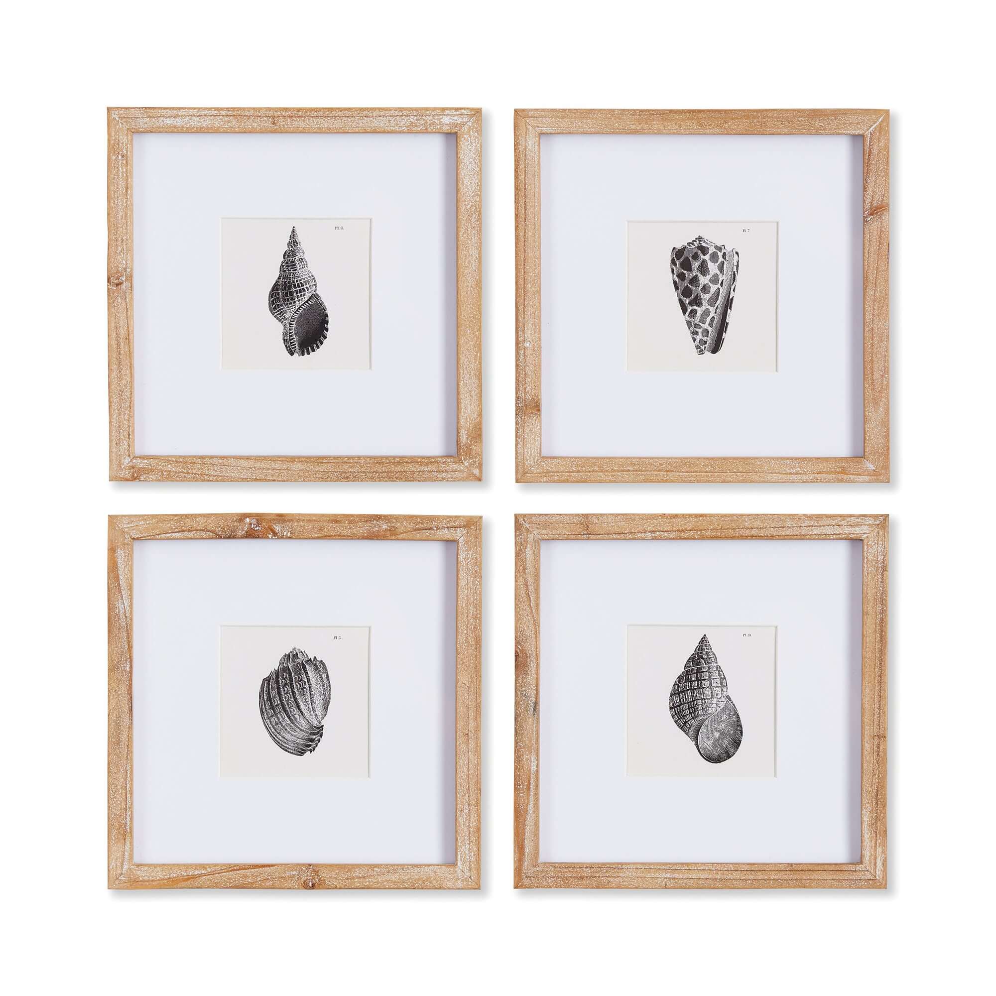 Vintage Coastal Seashell Wall Art Set (Set of 4)