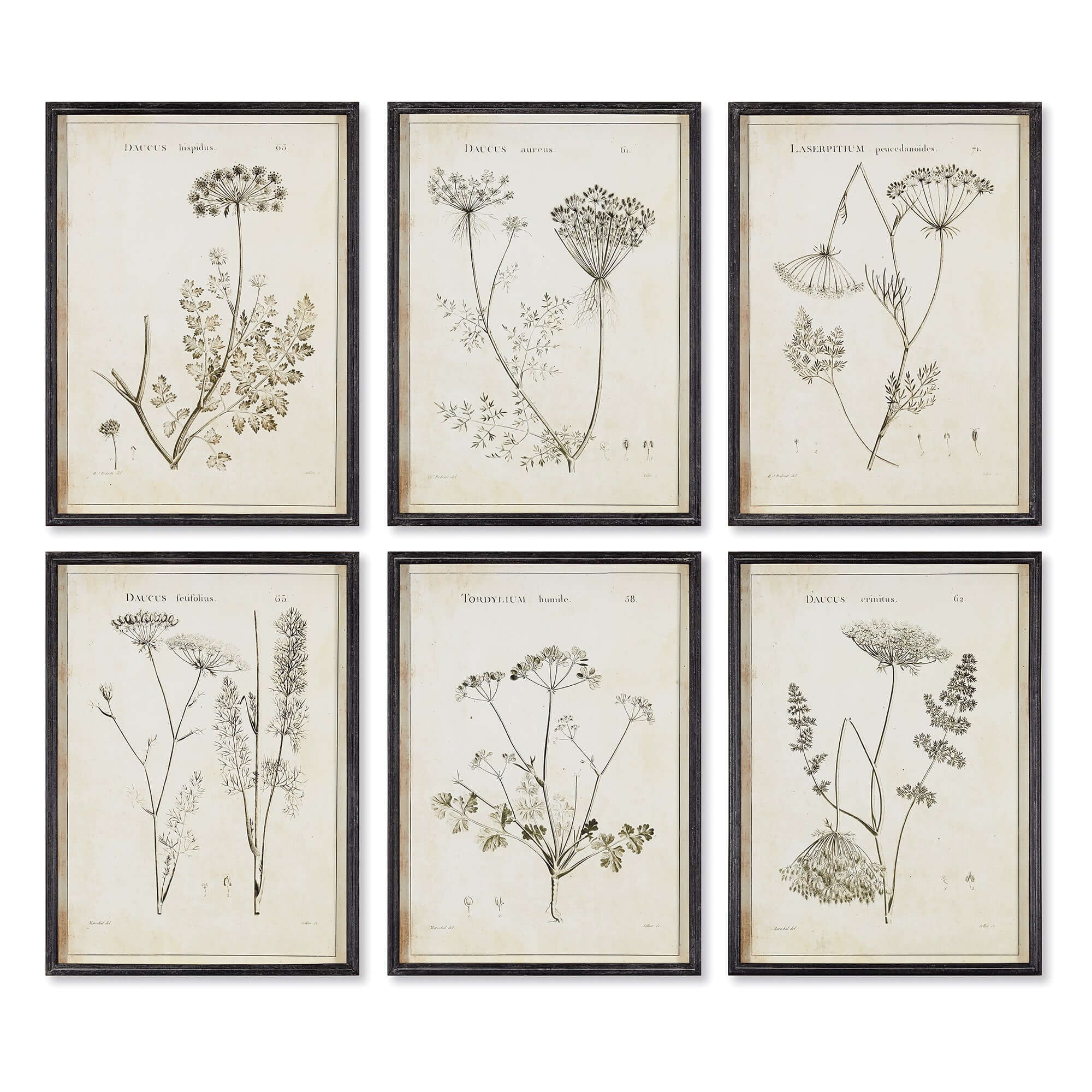 Vintage Monochromatic Botanical Wildflower Wall Art (Set of 6)