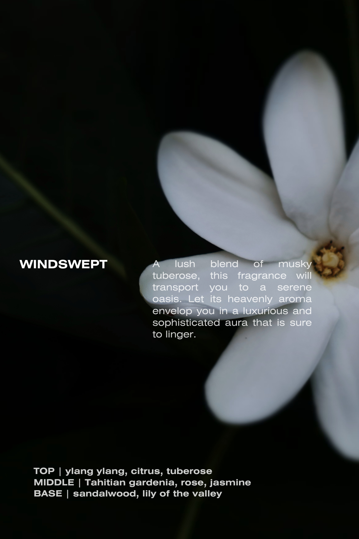 Windswept Eau De Parfum