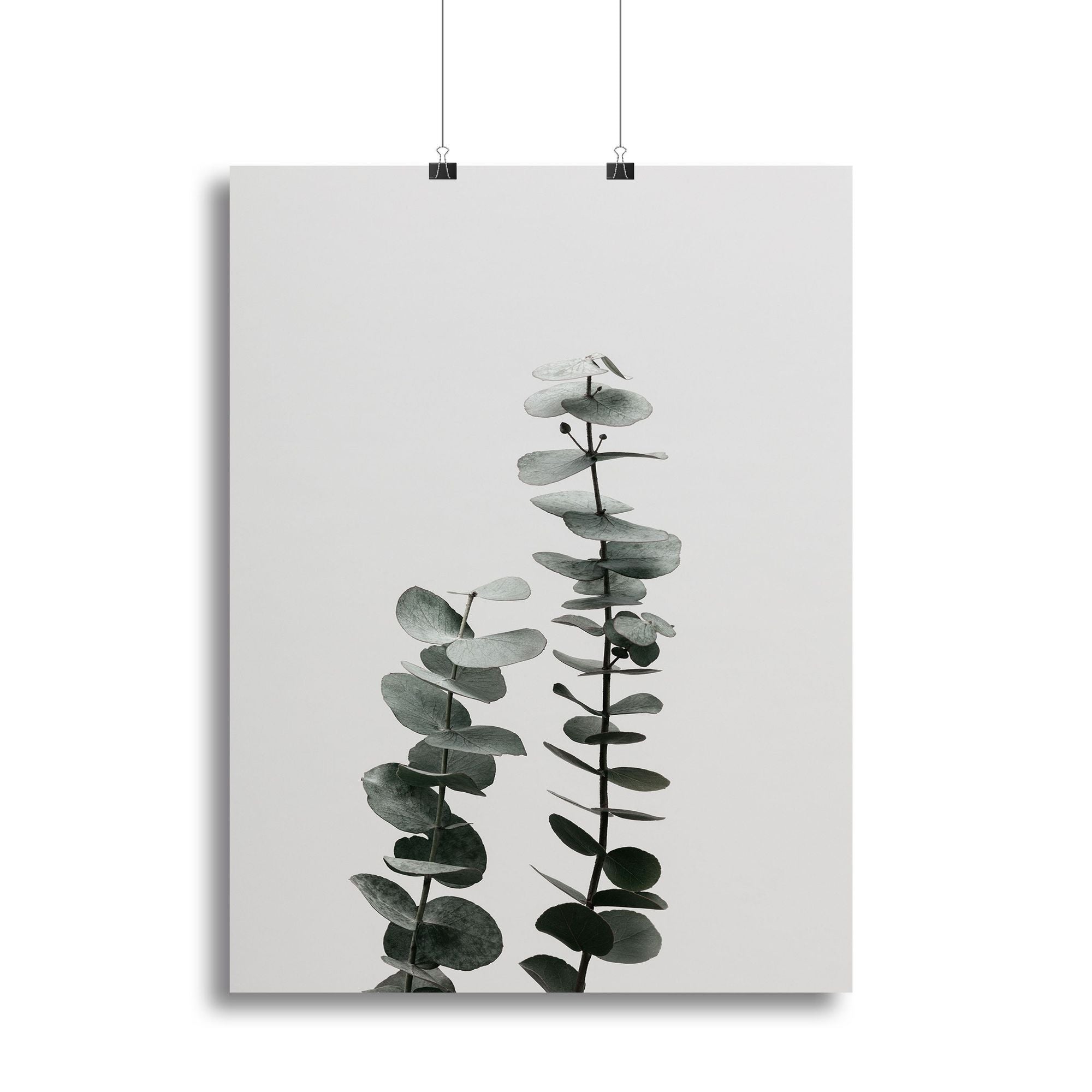 Eucalyptus Natural 03 Canvas Print or Poster
