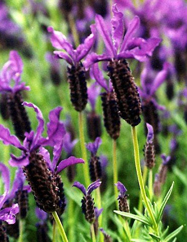 Lavender Live Plants Spanish