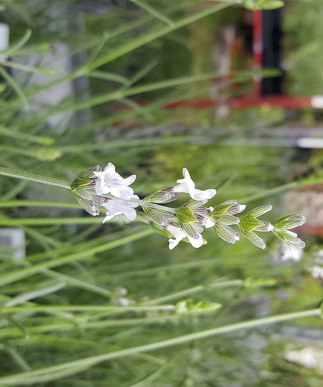 Lavender Live Plant White Spike