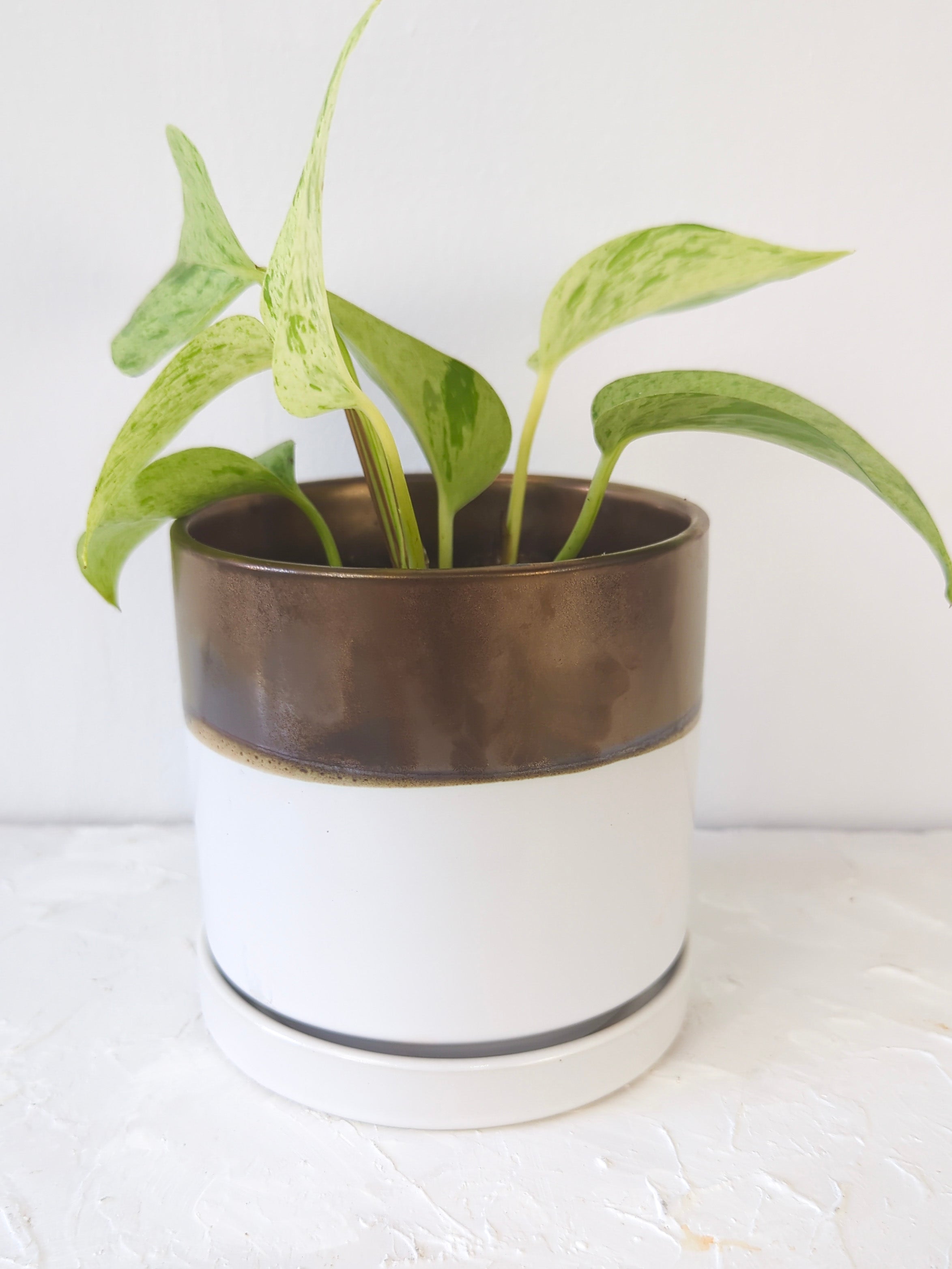 Bronze White Ceramic Plant Pot and Saucer
