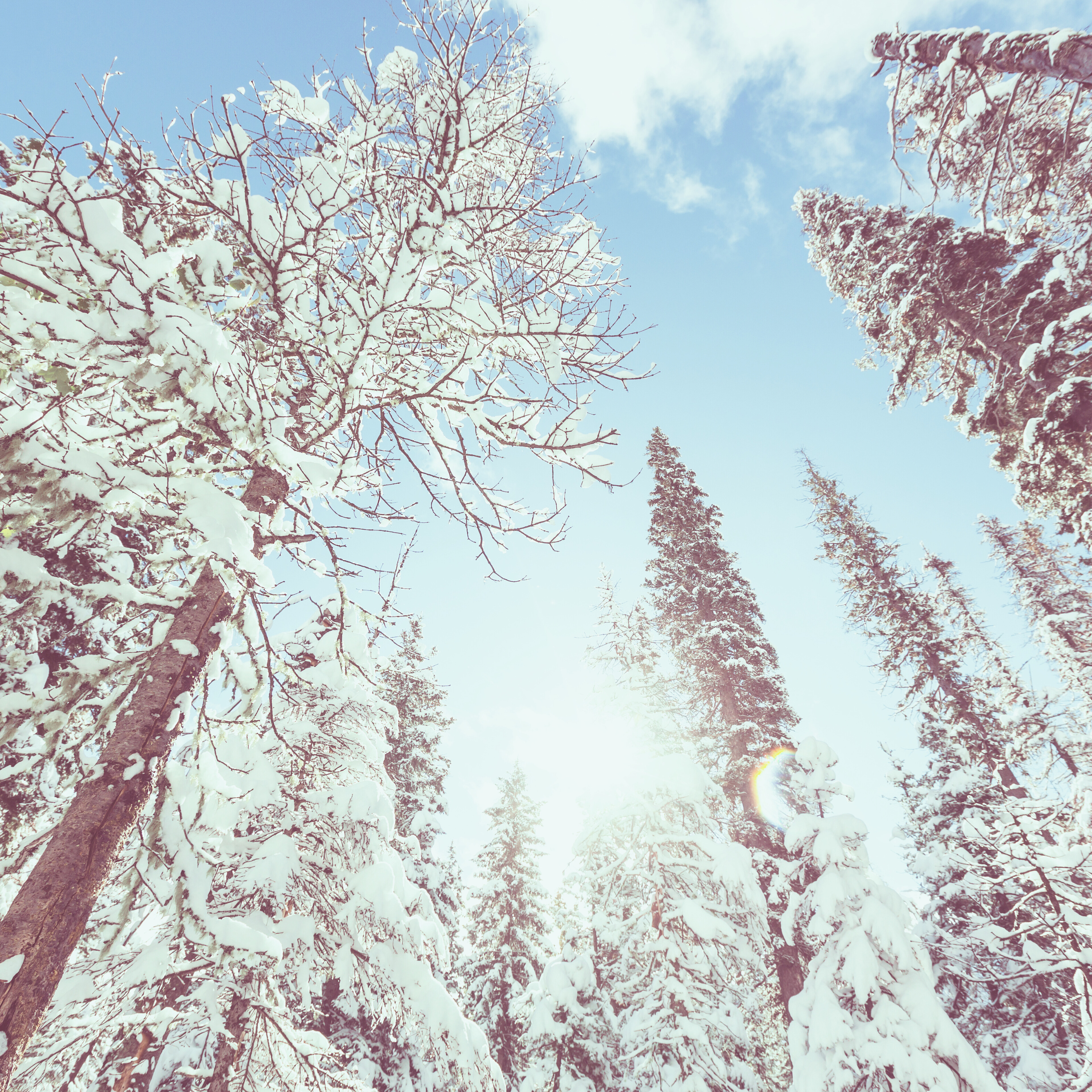 Icy Blue Pine Perfume, Votivo Type | Wicked Good Fragrances