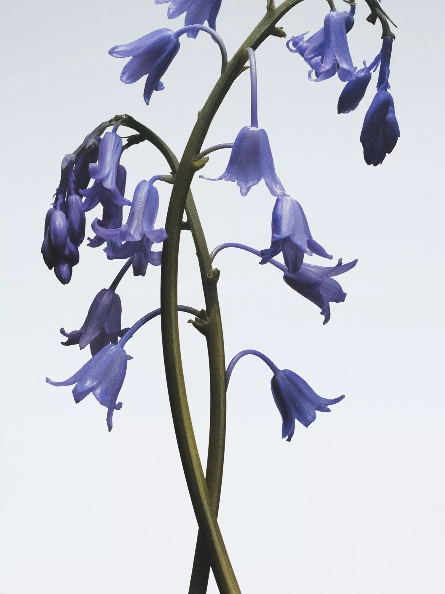 JO MALONE LONDON Wild Bluebell Body & Hand Wash 250ml