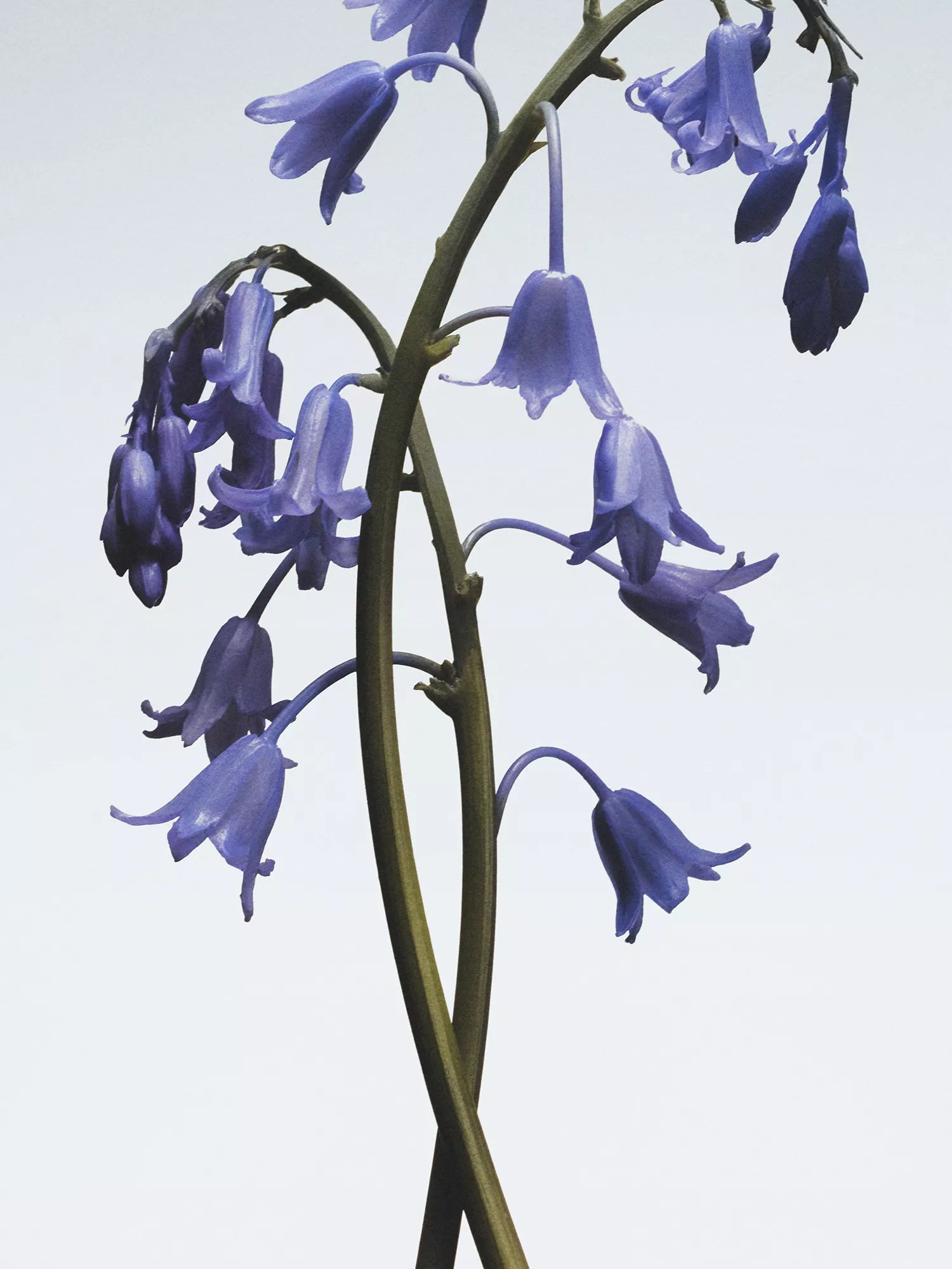 JO MALONE LONDON Wild Bluebell body crème 175ml