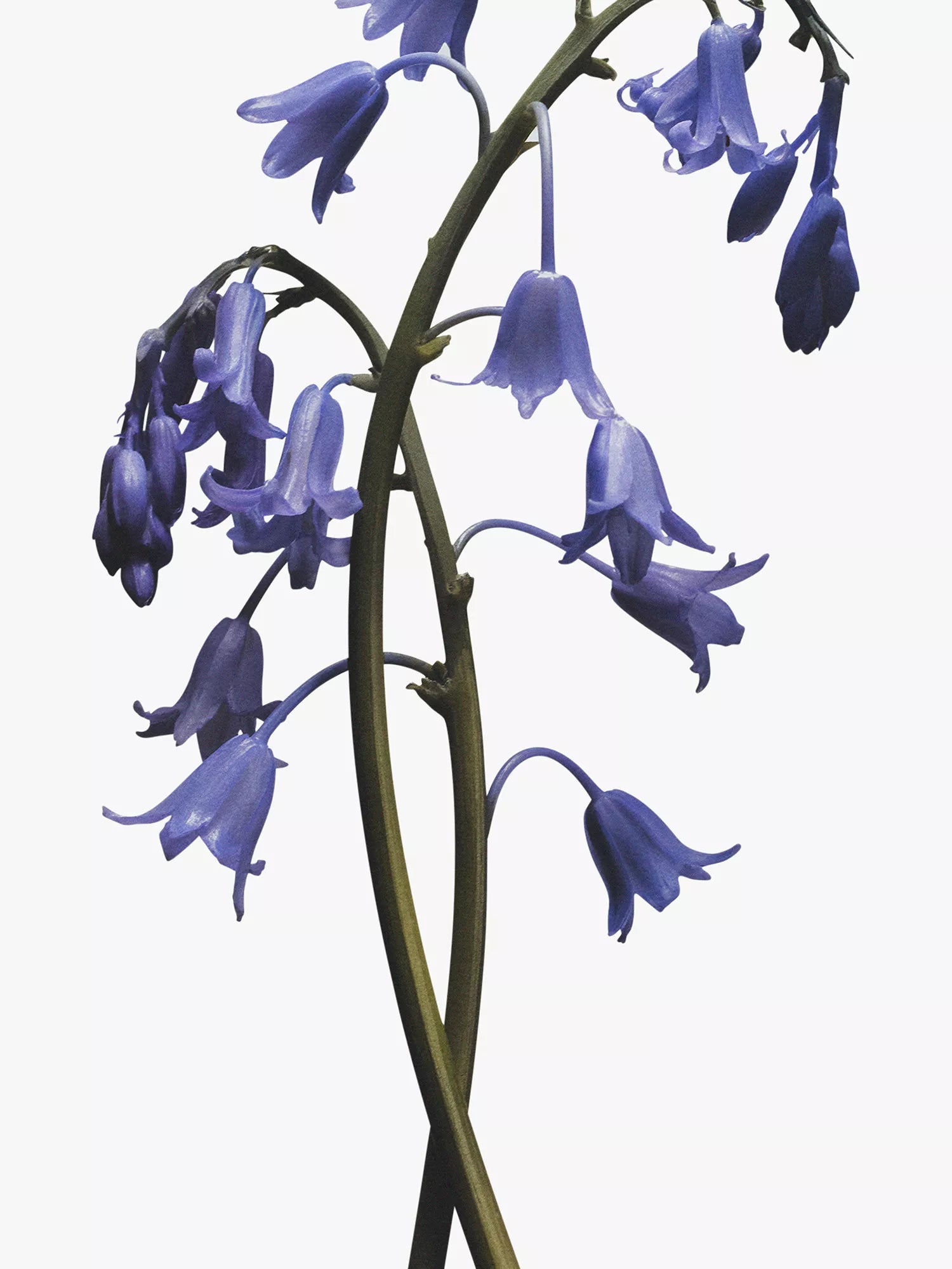 JO MALONE LONDON Wild Bluebell body crème 50ml