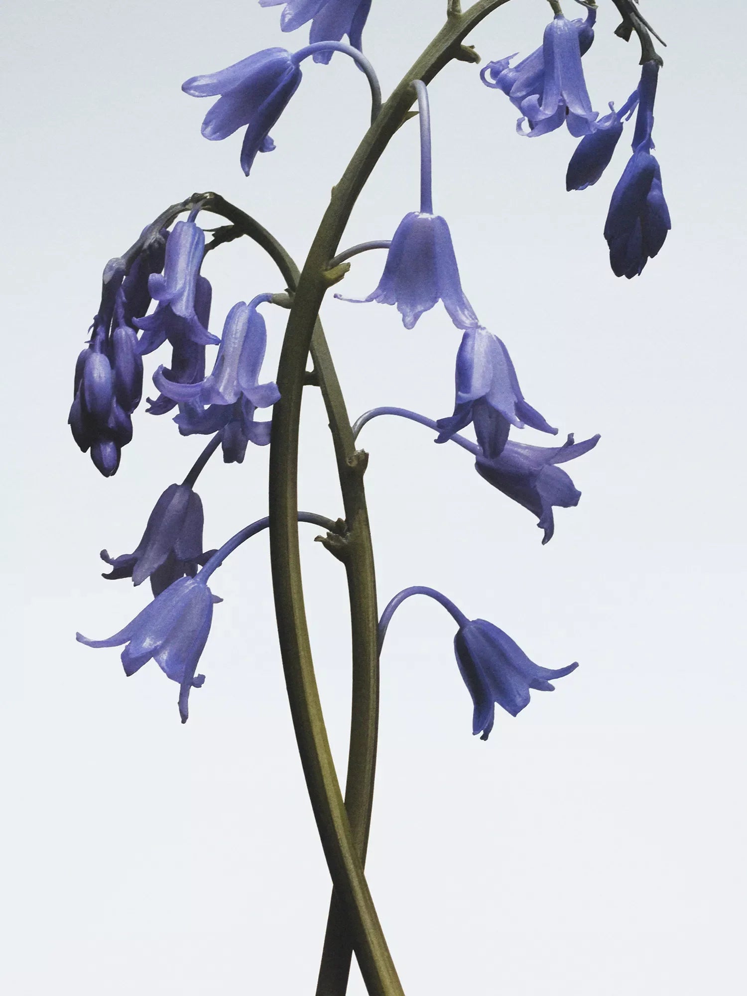 JO MALONE LONDON Wild Bluebell scented diffuser 165ml