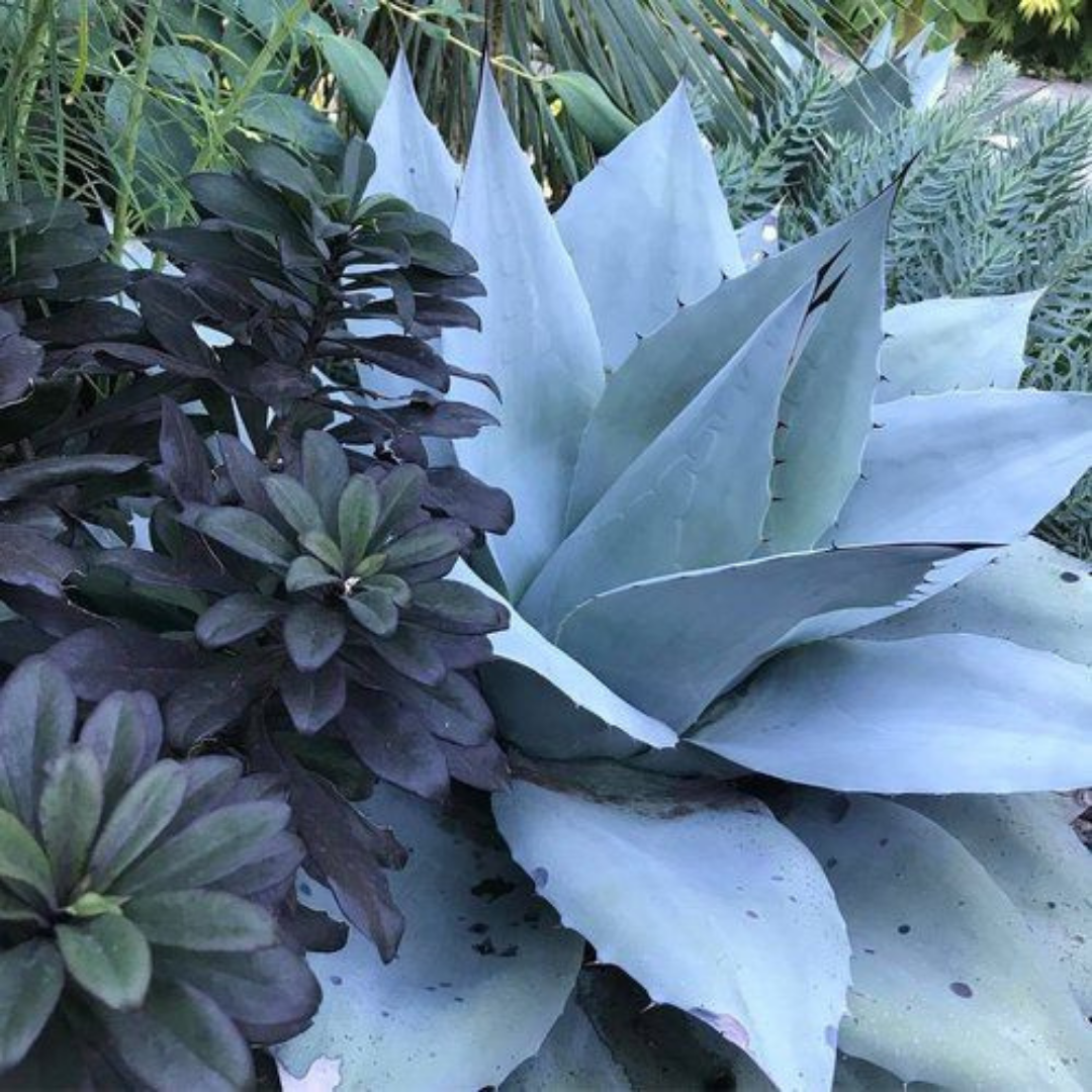 Blue Agave + Cacao by Wicked Good Perfume