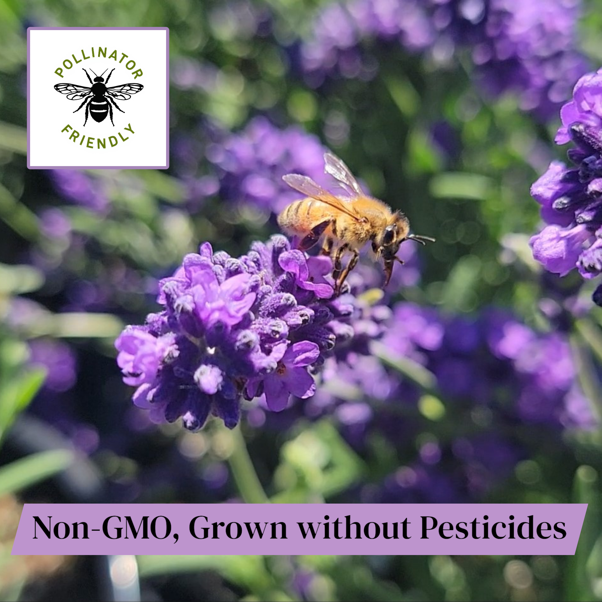 Lavender Live Plant Melissa 4" Size Pots