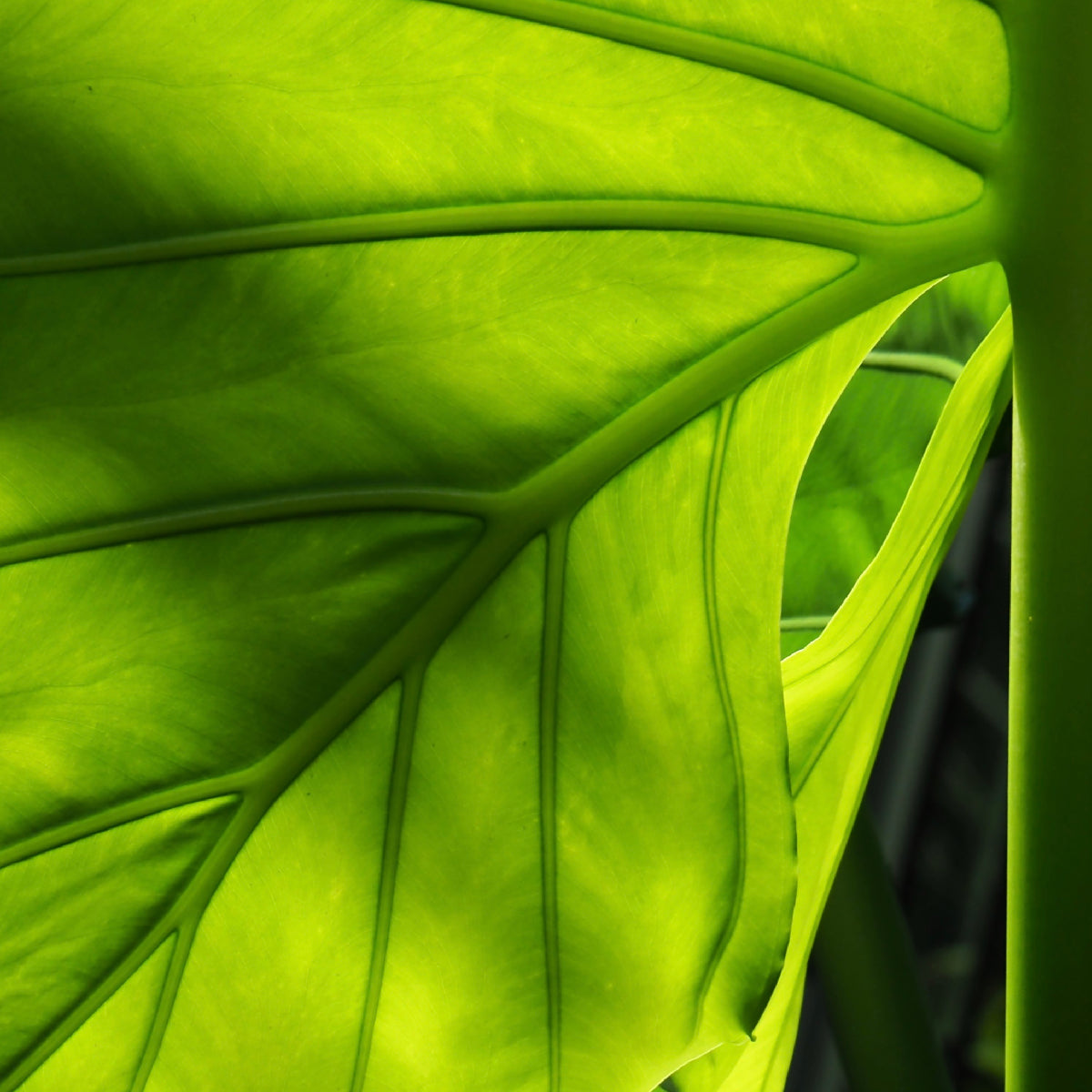 Botanical Placenta Ampoules (Botanical)