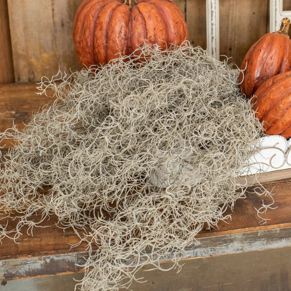 Grey Spanish Moss Bush