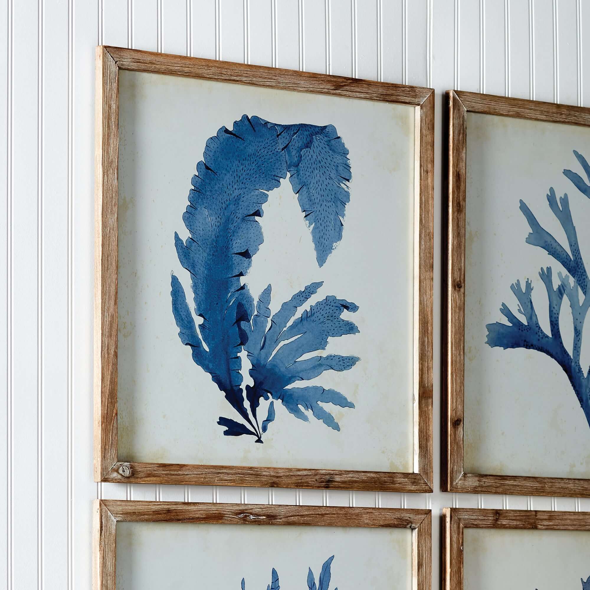 Vintage Coastal Blue Coral Prints with Whitewashed Wood Frames (Set of 4)