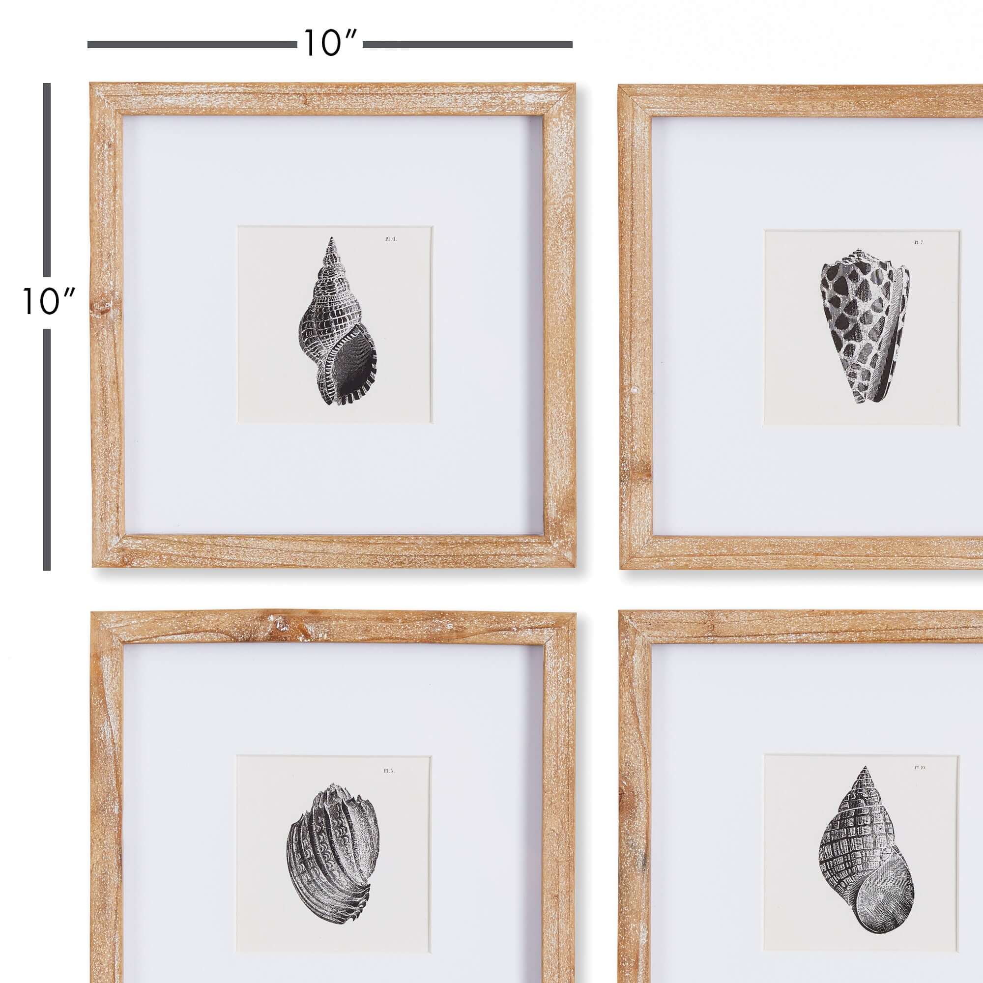 Vintage Coastal Seashell Wall Art Set (Set of 4)
