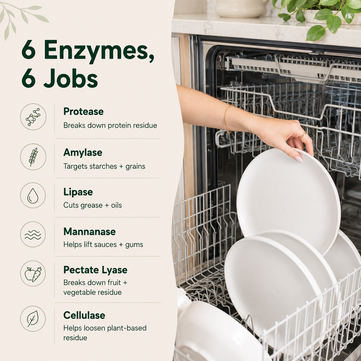 Powerful Dishwasher Detergent with Enzymes — No Microplastics, No Residue