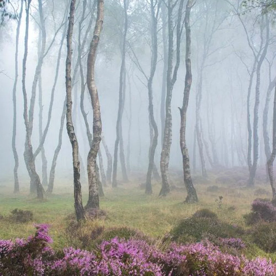 Heather Perfume