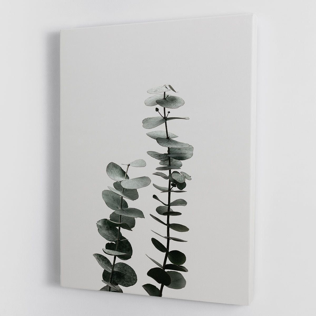 Eucalyptus Natural 03 Canvas Print or Poster