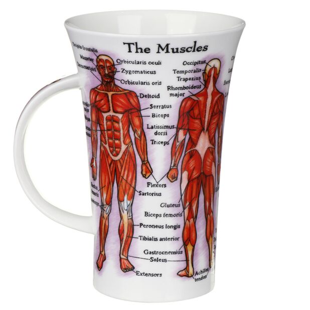 Human Body  Fine Bone China Mug Glencoe Style By Dunoon