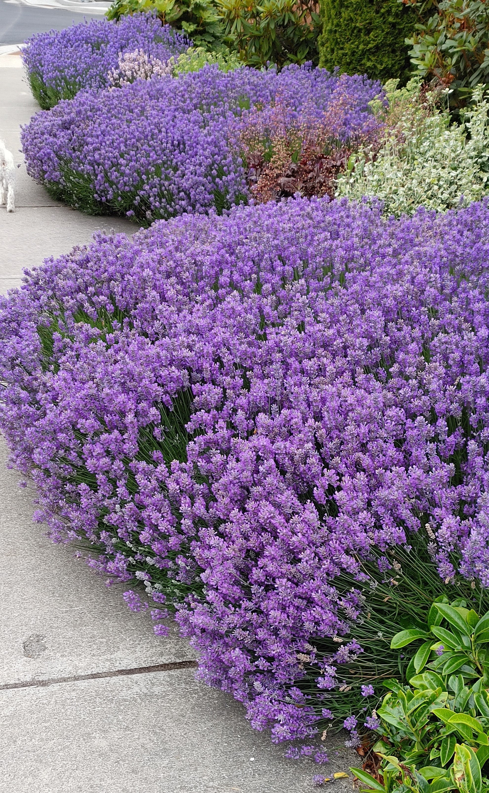 Lavender Live Plant "Sensational" - 4" Size Pot