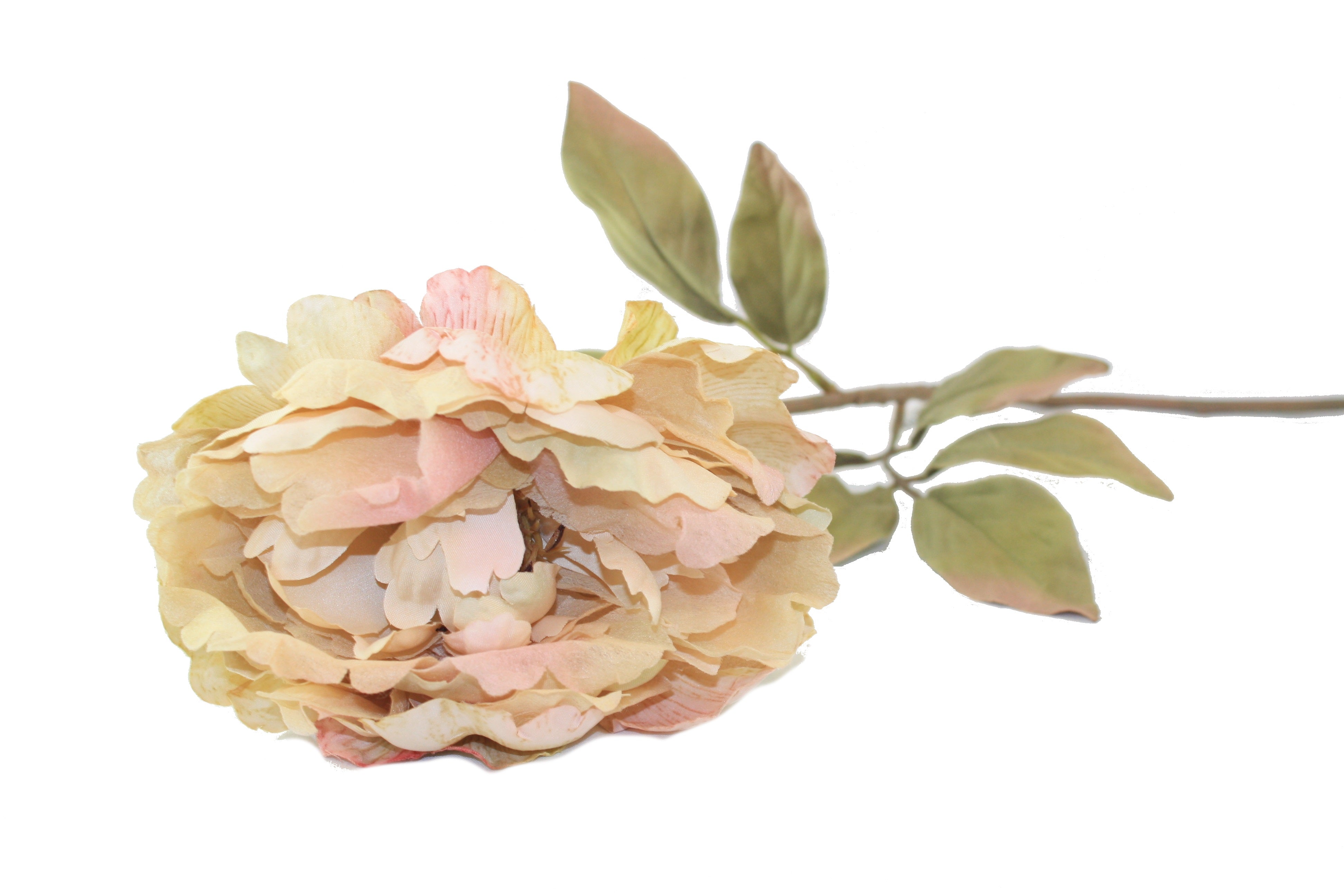 Everyday Longstem Dry Peony - Cream - 30 inch