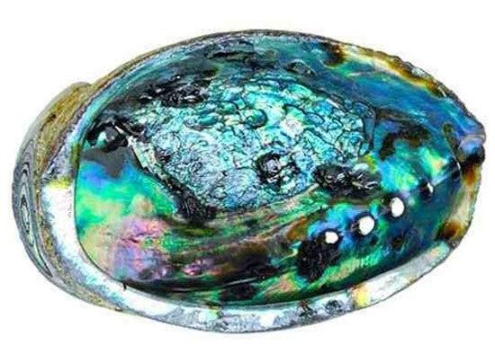 Abalone shell ash tray and combo by OMSutra