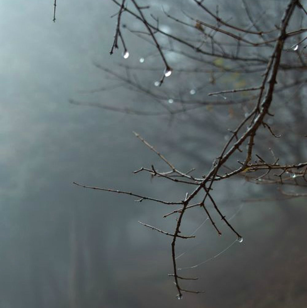 Twilight Woods by Wicked Good Perfume